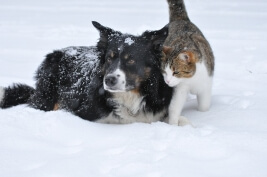 Winter cold weather pet safety tips
