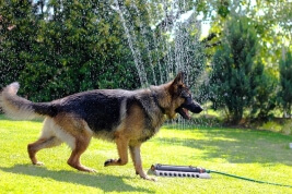 Dog days of summer - how to keep dogs cool in the heat