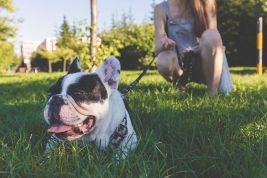How to find a pet-sitter while traveling