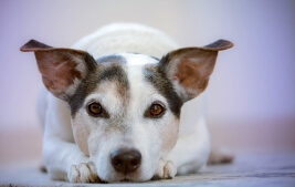 Causes of Housebreaking Accidents by Pets