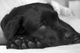 Causes of poisoning in dogs, symptoms