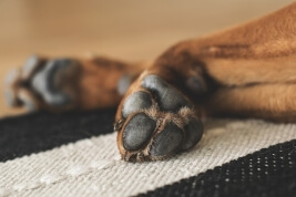 Common Paw Problems in Dogs