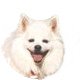 Free pet friendly newsletter for pet lovers