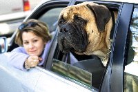 Pet-friendly travel: Car travel