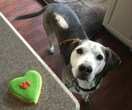 Homemade Thanksgiving Dog Treats