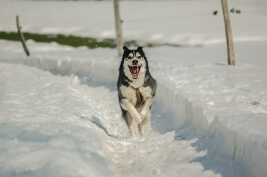 Cold Weather Pet Care