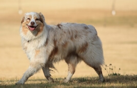 Ways to make your dog happy