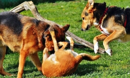 Dogs playing