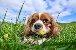 Allergies in Pets