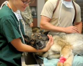 Choosing a Veterinarian