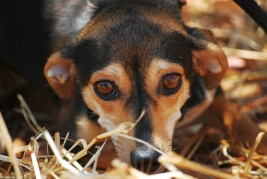 Anxiety in dogs