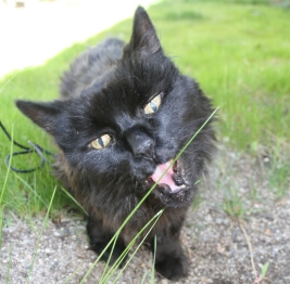 Plants poisonous to pets