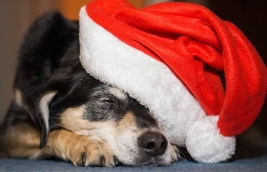 Holiday pet safety tips