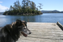 Pet-friendly vacation rentals