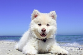 Pet friendly travel - summer safety tips