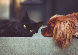 Pets making friends