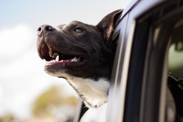 Road trip with pets