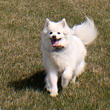 Leash free dog park!