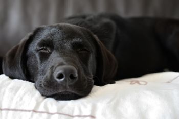 Pet-friendly accommodation in Berthierville, Quebec