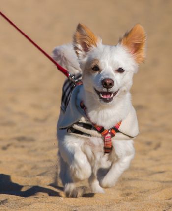 Pet-friendly accommodation in Carcross, Yukon