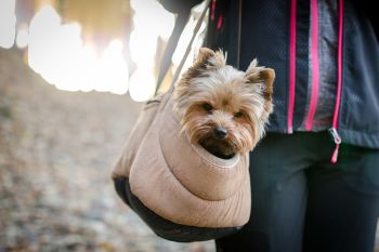 Pet-friendly accommodation in Field, British Columbia