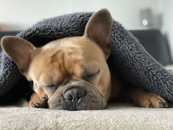 Pet-friendly accommodation in Williams Lake, British Columbia