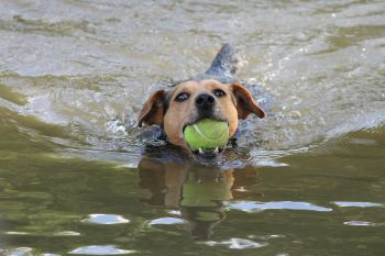 Pet-friendly accommodation in Buckhorn, Ontario