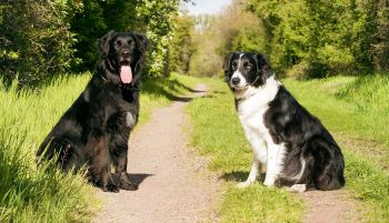 Pet-friendly accommodation in Cranbrook, British Columbia