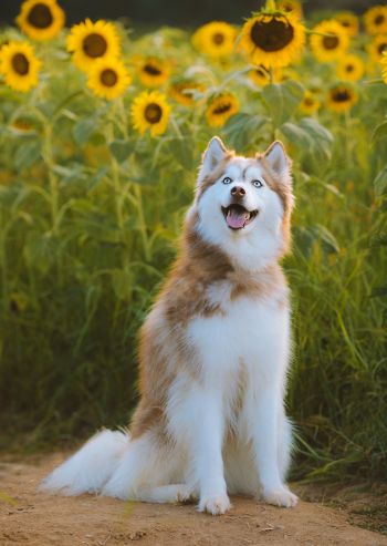 Pet-friendly accommodation in Bonavista, Newfoundland