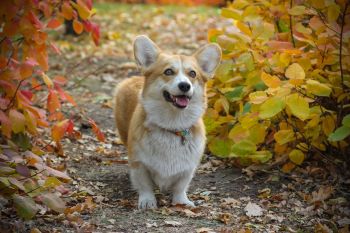 Pet-friendly accommodation in Pembroke, Ontario