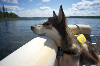 Pet-friendly accommodation in Eugenia, Ontario