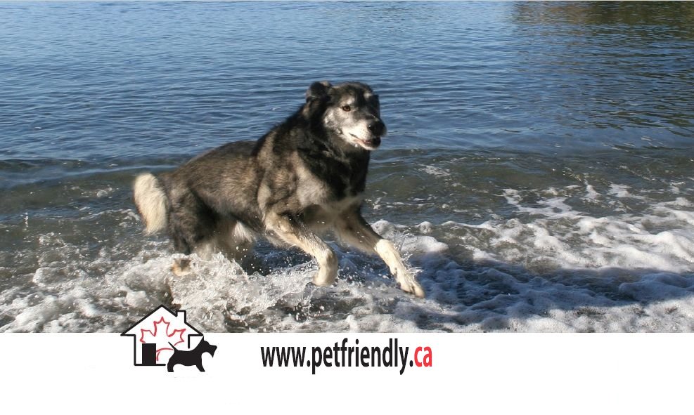 Pet Friendly Hotels Lodging Accommodations And Vacation Rentals