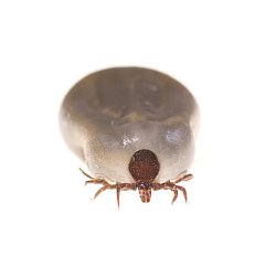 Dog tick